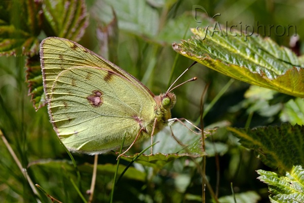 Colias caucasica