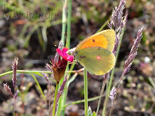 Colias caucasica
