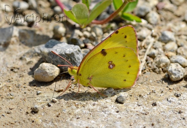 Colias hyale