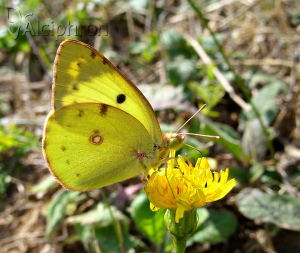 Colias hyale