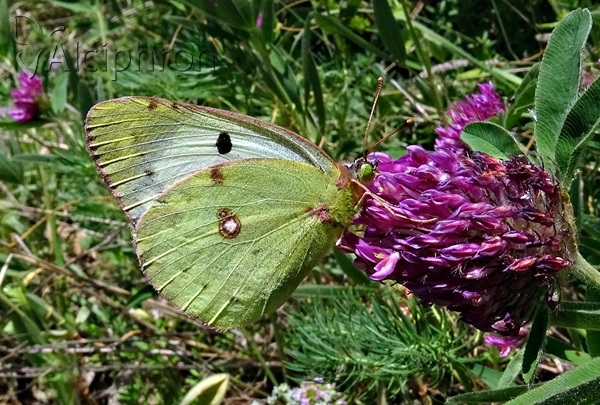 Colias hyale
