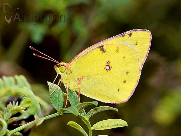 Colias hyale