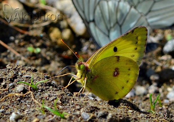 Colias alfacariensis