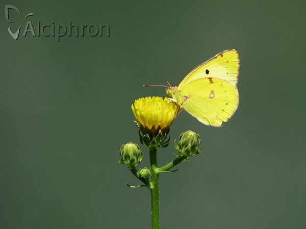 Colias alfacariensis