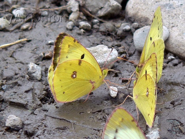 Colias alfacariensis