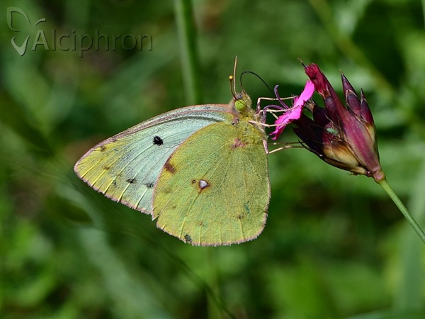 Colias alfacariensis