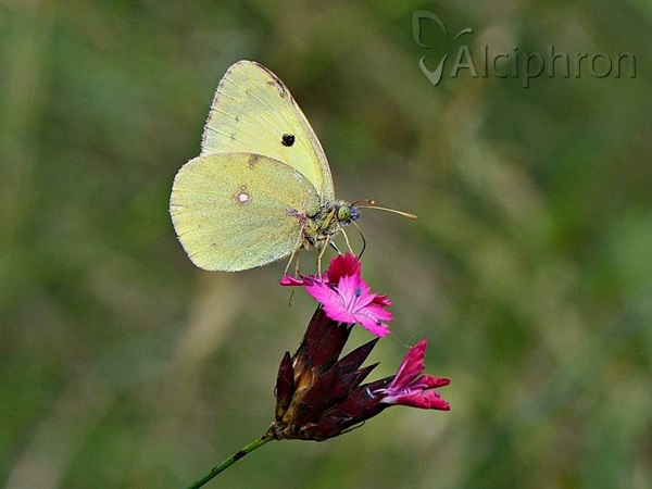 Colias alfacariensis