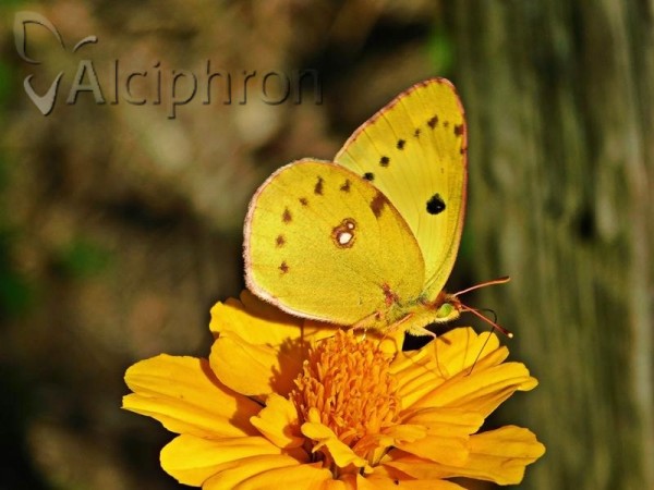 Colias alfacariensis