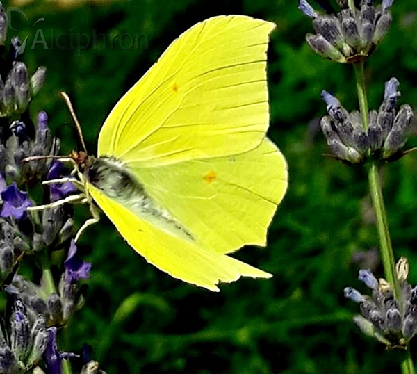 Gonepteryx rhamni