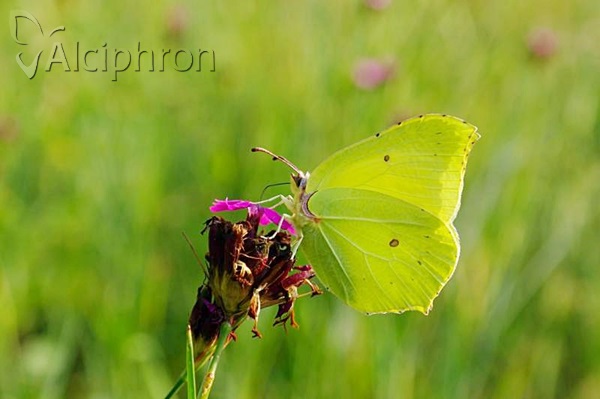 Gonepteryx rhamni