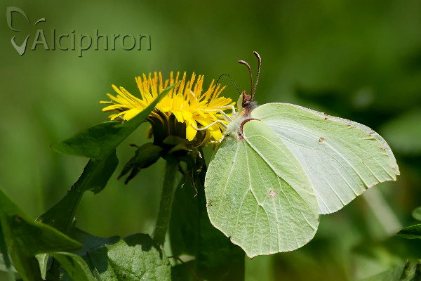 Gonepteryx rhamni
