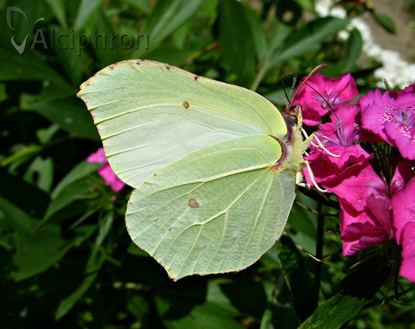 Gonepteryx rhamni