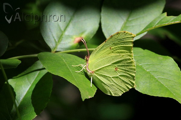 Gonepteryx rhamni