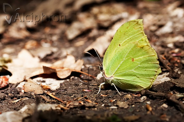 Gonepteryx rhamni