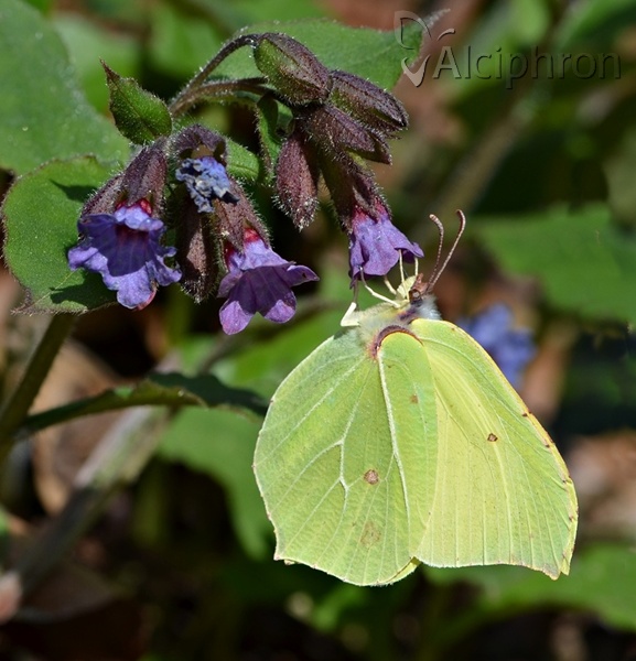 Gonepteryx rhamni