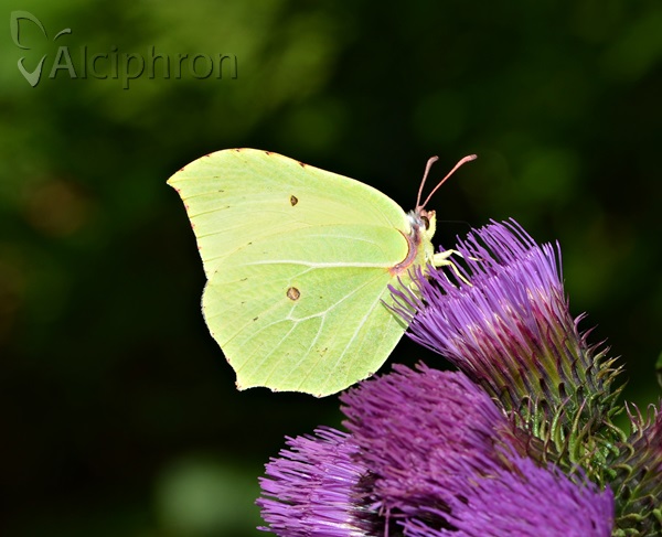 Gonepteryx rhamni
