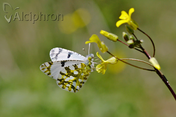 Euchloe ausonia