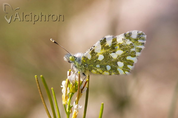 Euchloe ausonia