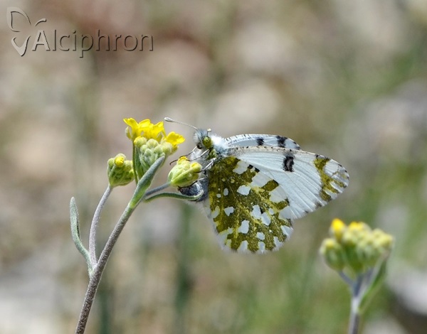 Euchloe ausonia