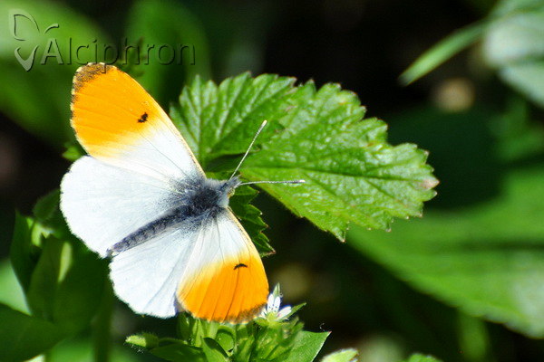Anthocharis cardamines