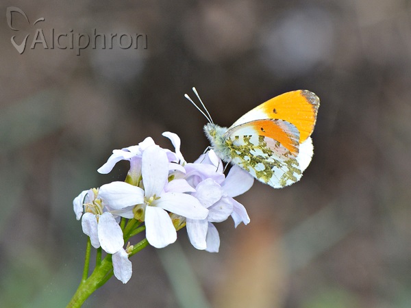 Anthocharis cardamines