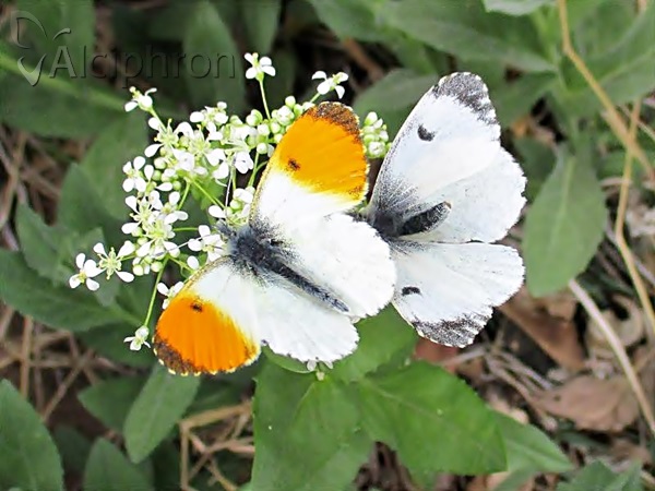 Anthocharis cardamines