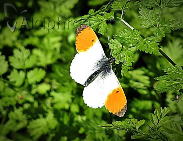 Anthocharis cardamines