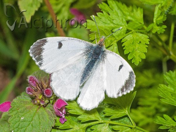 Anthocharis cardamines