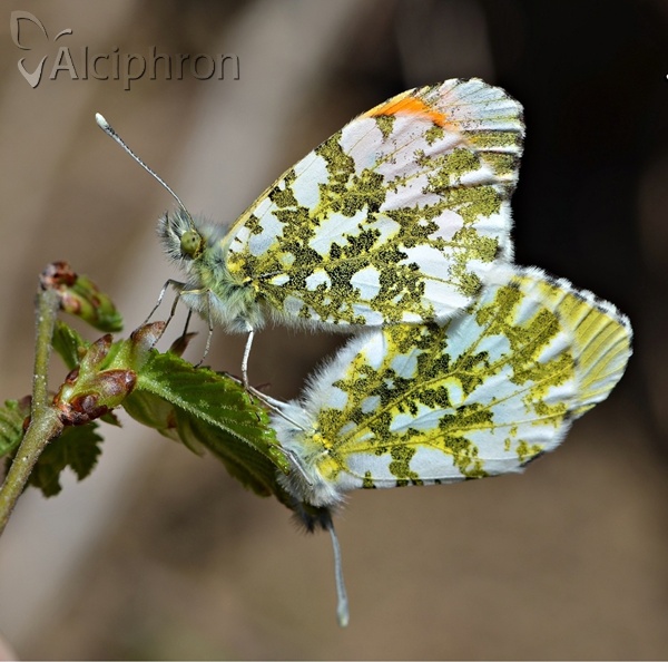 Anthocharis cardamines
