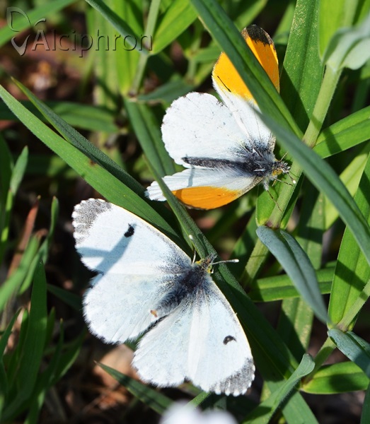 Anthocharis cardamines