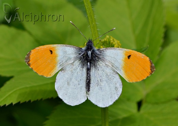 Anthocharis cardamines