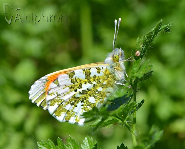 Anthocharis cardamines
