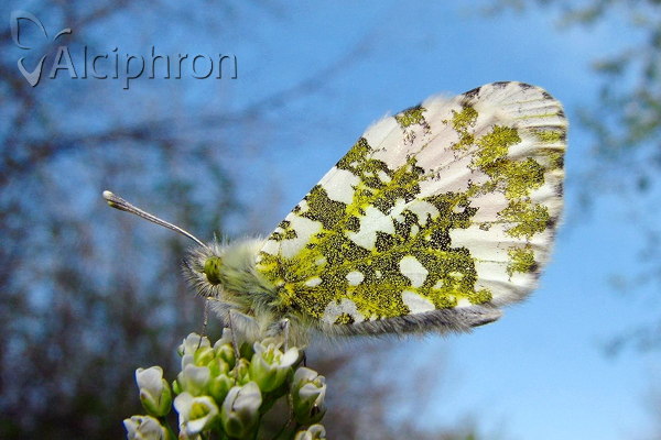 Anthocharis cardamines
