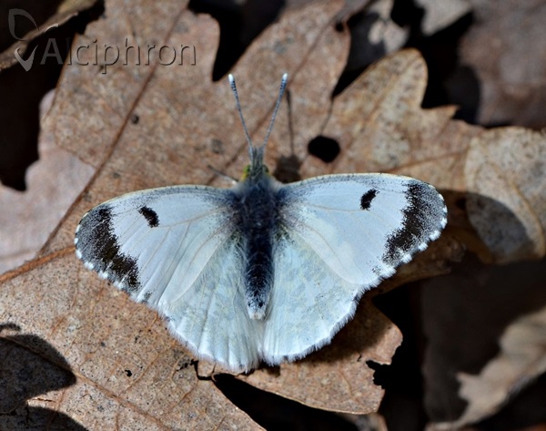 Anthocharis cardamines
