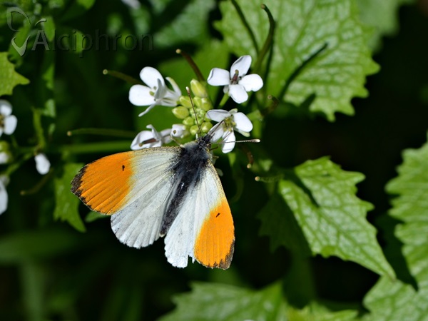 Anthocharis cardamines