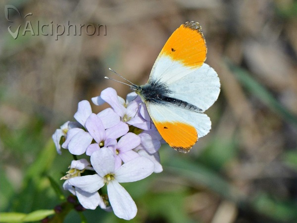 Anthocharis cardamines