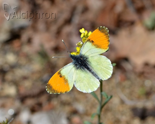 Anthocharis gruneri