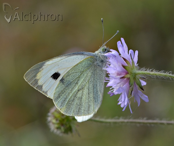 Pieris brassicae