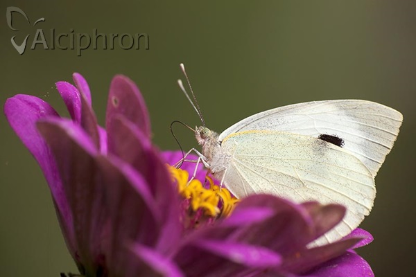 Pieris brassicae