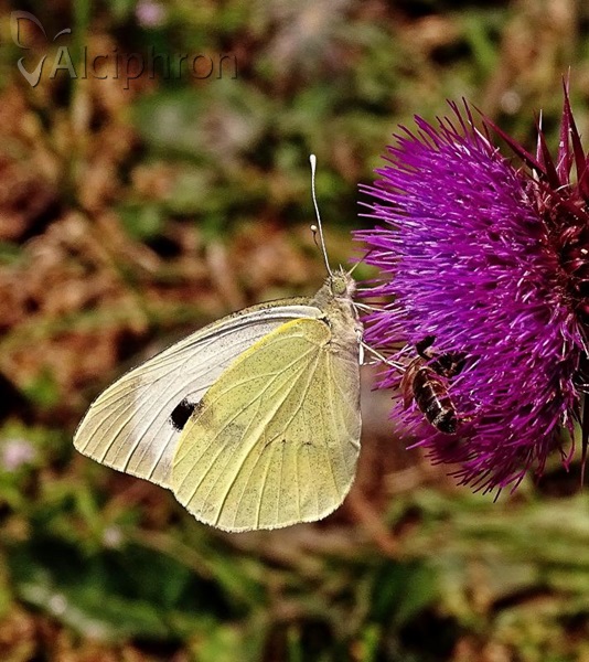 Pieris brassicae