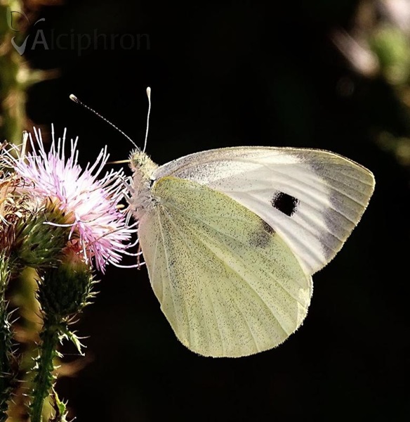 Pieris brassicae