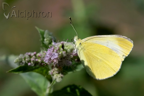 Pieris mannii