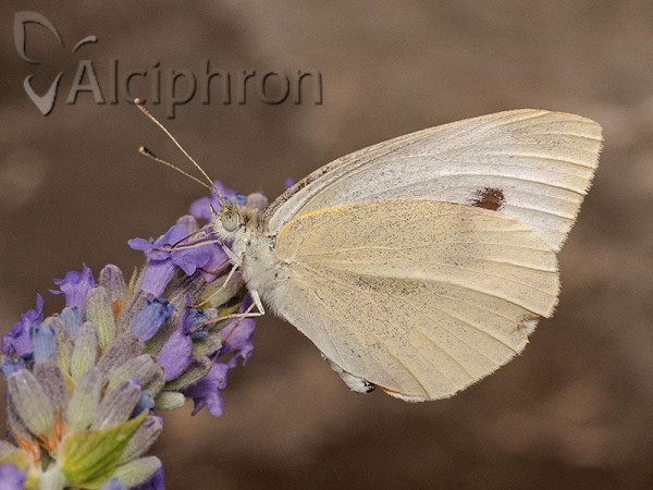 Pieris rapae