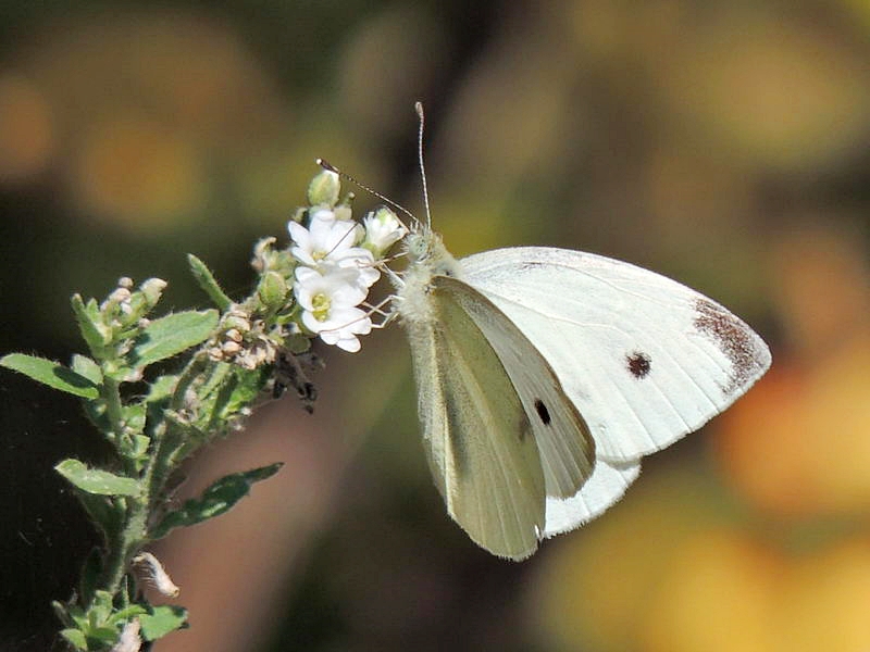 Pieris rapae
