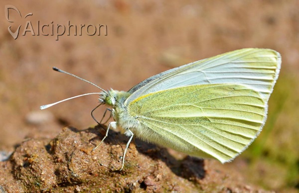 Pieris rapae