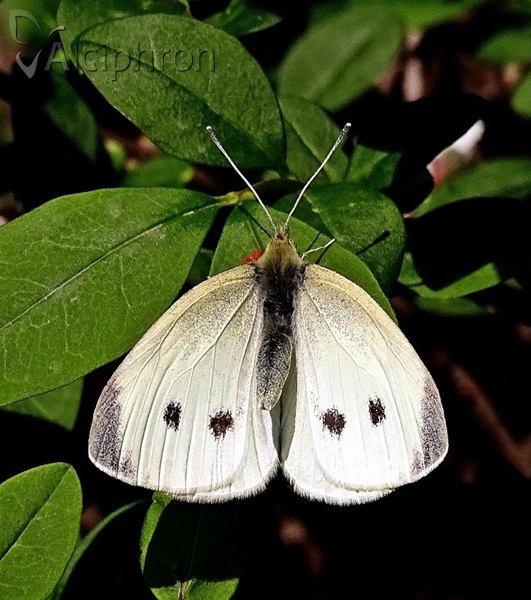 Pieris rapae