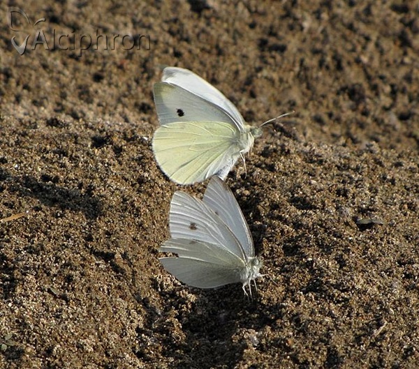 Pieris rapae