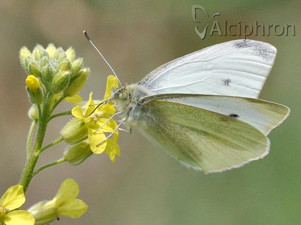 Pieris rapae