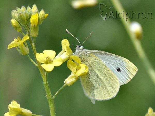 Pieris rapae