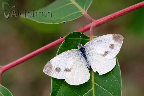 Pieris ergane